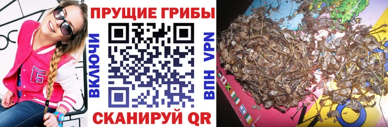 Псилоцибиновые грибы мицелий  Купить закладки  Кашира 